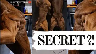 Odin & Sasha : BEAST MODE SECRET - Conditionned / Shredded Pitbull Athletic apbt