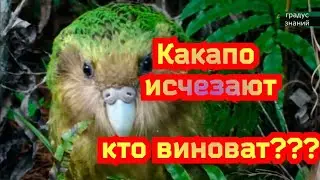 Куда исчезают Какапо