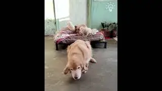 Cutest dog family ever | smartest mother dog ❤️ cutest golden retriever family #dogs #cutedog #ngo