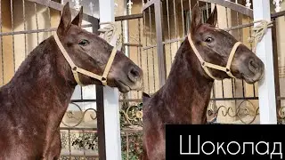 Шоколад тай сатылат тел:+996 779 713 777