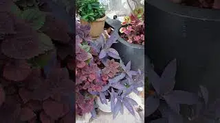 Purple 💜💜💜💜💜