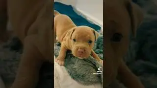 Little Terror😂American Bully Puppy💕#puppy#puppylife#americanbully#fypシ#shorts#puppyvideos#yt