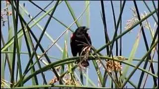 Red-winged Blackbird 