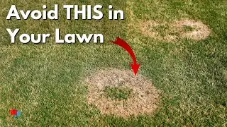 Get Rid of Lawn Fungus -  Brown Patch, Dollar Spot and MORE