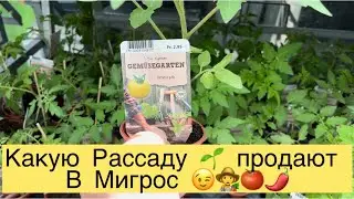 КАКУЮ РАССАДУ🌱ПРОДАЮТ В МИГРОС👩‍🌾👍🏻🍅🌽