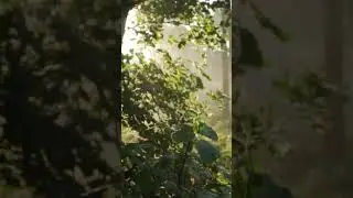 LIGHT IN THE FOREST - Georg Dybowski
