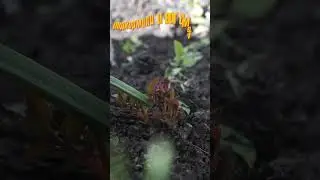 Ура роза выжила!