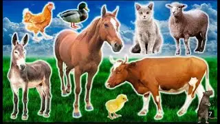 БОЛЬШАЯ СТАДА КОРОВ | МЫЧАНИЕ КОРОВ | КАК ЖИВУТ КОРОВЫ