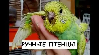 Ручной птенец Чех