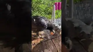 Если ворону дать яйцо? 