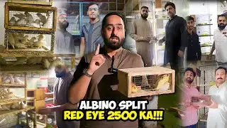 Albino Split Red Eye 2500 Ka!!!