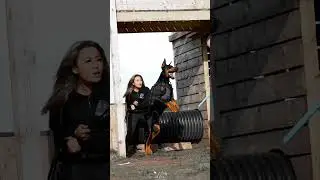 #Доберман #доберманы #доберман #Собака