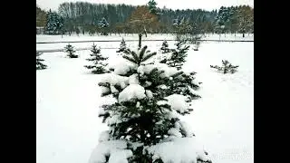 Зимушка-зима