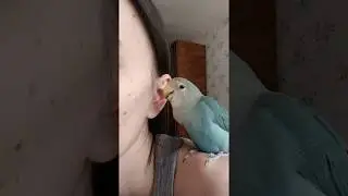 Попугай чешет ухо