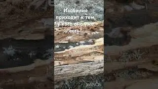 Изобилие приходит к тем, у кого оно уже есть#изобилие #состояниепотока