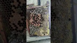 Расплод в конце октября #bee #beekeeper #buckfast #beekeeping #carnica