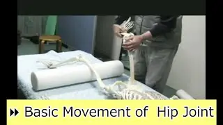 ⏩ Teaching by Handling 3 2 Basic Movement of  Hip Joint
