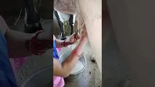 cow milking 