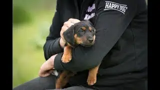 Manchester Terrier Welpen sechs Wochen alt im Tierheim Koblenz April 2019