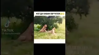 С кабаном что то не так!