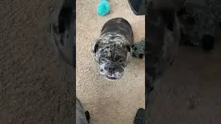 #dailyshorts #youtubeshorts #boba #dog #dogs