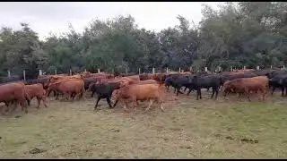 BEZERROS BRANGUS E RED BRANGUS