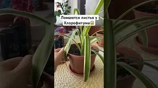 Причины ломки листьев у Хлорофитума😢