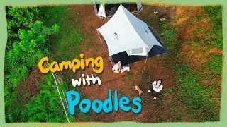Camping with my Toy Poodles in Sierra Grove l Sea of Clouds & Heavy Rain| The Poodle Mom