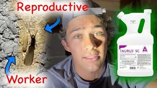 Treating a Swarming Termite Colony