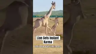 Lion gets instant karma vs giraffe #giraffe #lionvsgiraffe #lionvsbuffalo #marlonladd #animalshort