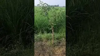Jamun tree🌳#youtubeshorts #nature #viralvideo