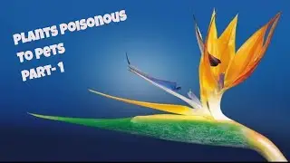 Plants Poisonous to Pets Part-1