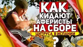 Работа в Испании | Как кидают аферисты на сбор цитруса в Испании 2018 год