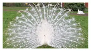 À propos du merveilleux paon blanc