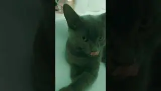 chipi chapa