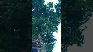 Nature.#nature #bihar #romanticsong