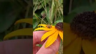 Longhorn Bee Encounters