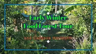 Food Forest Tour - Early Winter in Subtropical QLD Australia #garden #subtropical #foodforest