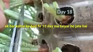 बरसात में ऐसे प्याज उगाये।onion farming at home।onion grow at home।