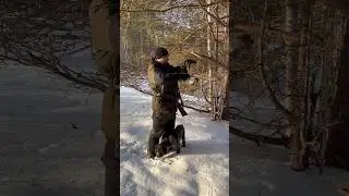 Проверка капканов вместе с дратхааром Лина #охота #лес #собака #дратхаар