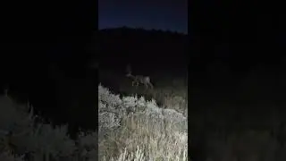 Mule Deer in Wyoming. #hunting #muledeer #dreaming