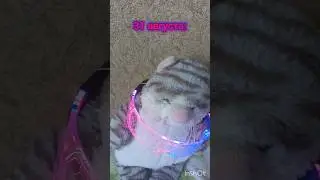 Как Бешенчик реагирует на каждую дату. Мем