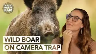 Wild boar are tolerant to snake bites. Here's why | Candid Animal Cam