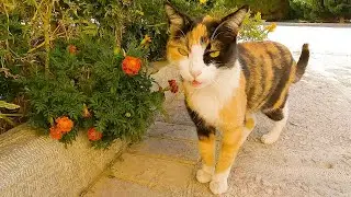 Cute one-eyed cat and angry calico cat meowing loudly for food.