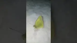находка зимой