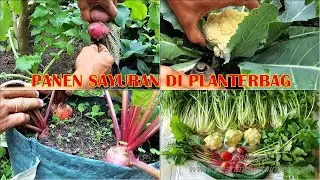 PANEN SAYURAN DI POT PLANTERBAG
