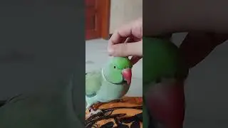 parrot | relaxing | birds | cute bird | relaxing
