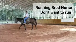 Let's talk about this running bred horse that don't want to run
