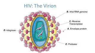 HIV life cycle (ဗိုင်းရပ်စ်ပိုး သံသရာလည်ပုံ)