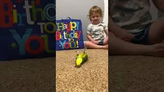 Kili Senegal Parrot - Flipping at Our Son’s 2nd Birthday